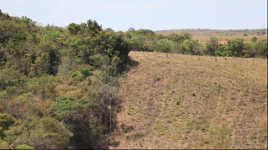 Há indícios de aplicação de agrotóxicos para evitar regeneração natural das árvores - Foto: Ascom FPI do São Francisco