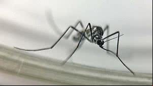 Chikungunya matou mais até agosto deste ano do que em todo 2023, alerta Fiocruz - Fiocruz