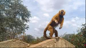 Macaco-prego-galego resgatado durante a FPI recebe cuidados no Centro de Triagem de Animais Silvestres - Ascom IMA