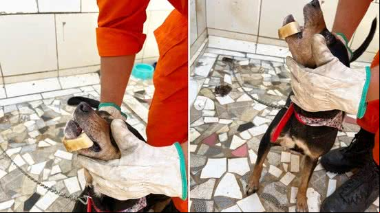 Cachorro é socorrido por bombeiros após ficar com osso preso na mandíbula, em Arapiraca - Divulgação / Corpo de Bombeiros