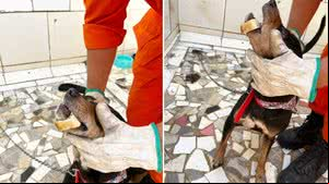 Cachorro é socorrido por bombeiros após ficar com osso preso na mandíbula, em Arapiraca - Divulgação / Corpo de Bombeiros