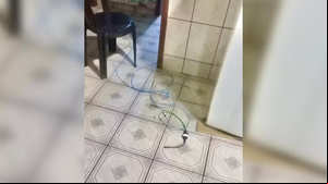Dispositivo foi usado para eletrizar a maçaneta da porta em Rio Preto (SP) — Foto: Guarda Civil Municipal/Divulgação