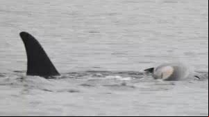 Orca 'vela' corpo filhote e morte preocupa pesquisadores - Reprodução / NOAA
