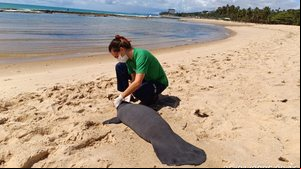 Três filhotes de peixe-boi encalham mortos na praia de Riacho Doce - Divulgação / Biota