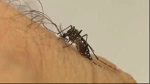 Alagoas tem mais de 300 casos prováveis de dengue registrados em 2025 - Divulgação / Fiocruz