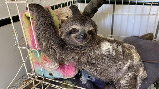 Doações auxiliam na manutenção e higiene dos recintos onde os animais silvestres estão se recuperando - Foto: Mary Landim / Ascom IMA