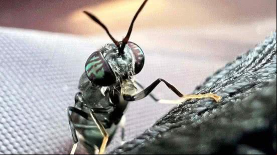 Imagem O pequeno inseto com grande apetite que transforma resíduos orgânicos em fertilizante sustentável