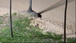 Vídeos mostram tartaruga-de-pente desovando na praia de Cruz das Almas - Reprodução / Biota
