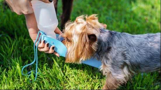 Imagem Hidratação dos Pets! Como tornar a água mais atrativa para eles?