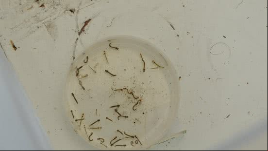 Alagoas registra redução de mais de 60% nos casos prováveis de dengue no primeiro bimestre deste ano - Carla Cleto / Sesau
