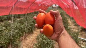Imagem Cresce produção de tomate no Agreste e Sertão de Alagoas