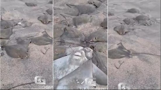 Arraias foram encontradas mortas na faixa de areia da Praia de São Bento - Foto: Reprodução