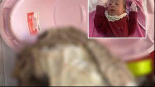 Imagem Laudo aponta para manipulação do corpo da bebê Ana Beatriz, diz polícia