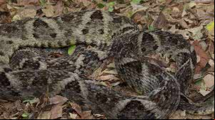 Serpente Jararaca-da-mata (Bothrops leucurus) - Michelly Cordeiro
