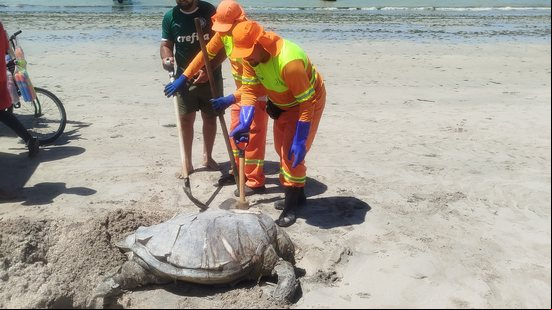 Tartaruga é encontrada morta na praia de Pajuçara - Reprodução