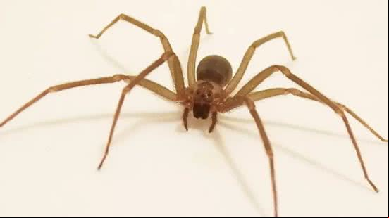 Aranha venenosa que causa necrose é muito comum nas casas brasileiras - Reprodução / BioDiversity4all