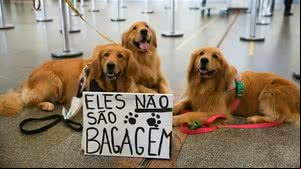 STJ autoriza que companhia aérea recuse transporte de animais de e emocional - Fabio Rodrigues Pozzebom / Agência Brasil
