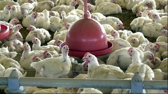 RS investiga suspeita de gripe aviária em trabalhador de granja - Agência Brasil