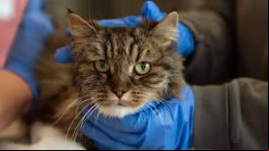 Gatinha recebendo cuidados médicos no centro de acolhimento da ONG após ser resgatada - Best Friends Animal Society / Divulgação