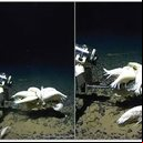 Foto: Maroni et al/Royal Society Open Science