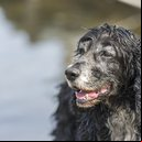Cão idoso - Freepik