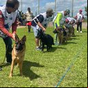 Imagem AABB Arapiraca sedia 3ª Etapa do Ranking Norte/Nordeste da raça Pastor Alemão