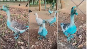 Córrego fica azul após carreta bater e derramar corante; animais foram resgatados - Arquivo pessoal