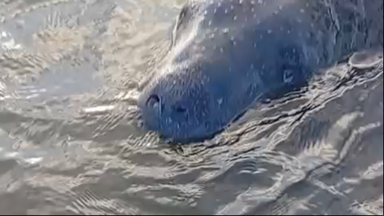 Peixe-boi foi resgatado para que seja reabilitado - Foto: Reprodução