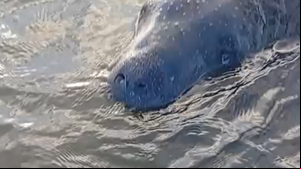 Peixe-boi foi resgatado para que seja reabilitado - Foto: Reprodução