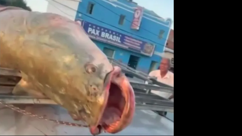 Imagem Peixe gigante da Amazônia é pescado em rio na Bahia