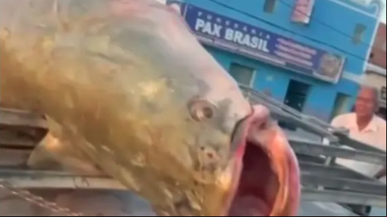 Imagem Peixe gigante da Amazônia é pescado em rio na Bahia