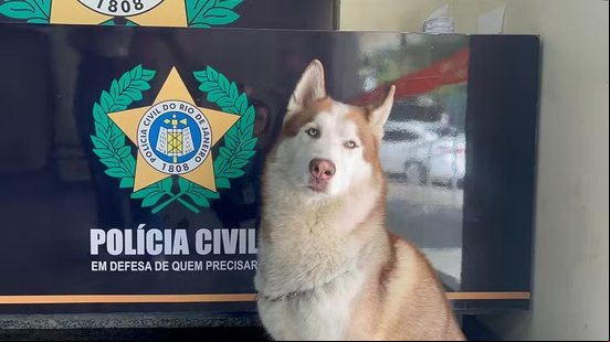 "Charlie", husky siberiano resgatado por DEAT - Ana Luísa Marques