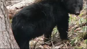 Urso mata homem de 89 anos e seu cachorro em ataque inédito na Flórida, EUA - Reprodução