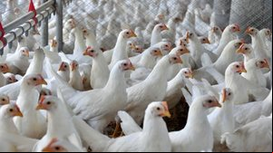 Santa Catarina intensifica medidas de defesa sanitária após confirmação de foco de Influenza Aviária no RS - Foto: SAR/ Divulgação