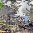 Imagem Abatedouro clandestino é autuado após flagrante de descarte irregular e maus-tratos a animais