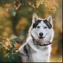 Para cães de porte grande e ou de comportamento destemido, nomes fortes podem ser uma escolha ideal (Imagem: Ksenia Raykova | Shutterstock)