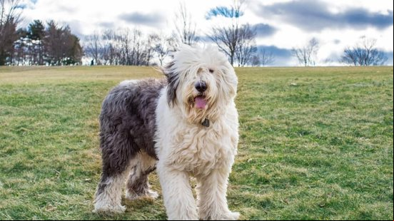 O old english sheepdog é uma raça protetora e brincalhona (Imagem: DesignTop | Shutterstock)