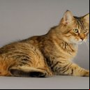 O gato pixie-bob tem um visual selvagem, mas um temperamento adequado para a vida em família (Imagem: COULANGES
| Shutterstock)