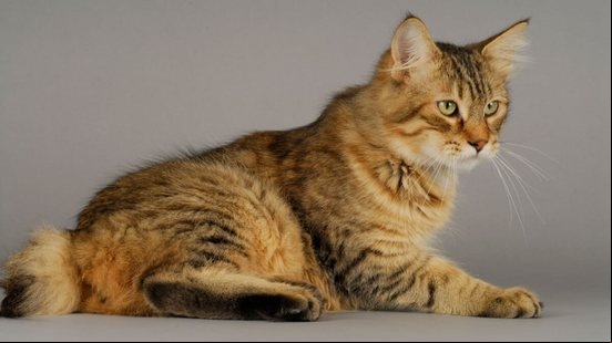 O gato pixie-bob tem um visual selvagem, mas um temperamento adequado para a vida em família (Imagem: COULANGES
| Shutterstock)