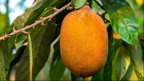 O cupuaçu é uma potente fonte de nutrientes essenciais para a saúde (Imagem: Alexandre Laprise | Shutterstock)