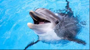 Alguns animais parecem estar naturalmente sorrindo (Imagem: Irina No | Shutterstock)