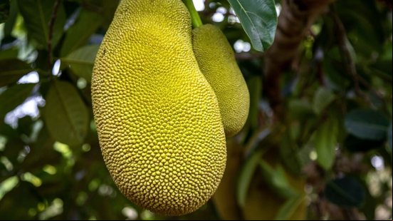 A jaca é rica em nutrientes que oferecem uma variedade de benefícios para à saúde (Imagem: Prokop Harazim | Shutterstock)