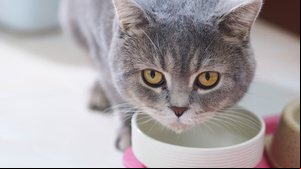 É importante ficar atento às causas do vômito dos gatos (Imagem: sxrx_mas | Shutterstock)