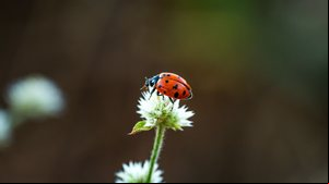 As joaninhas têm uma vida cheia de curiosidades e são muito importantes para o equilíbrio dos ecossistemas (Imagem: FotografoObstinado | Shutterstock)