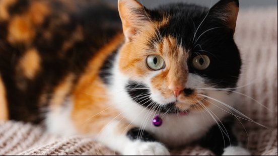 Os gatos tricolores guardam particularidades genéticas e culturais (Imagem: Kifor production | Shutterstock)
