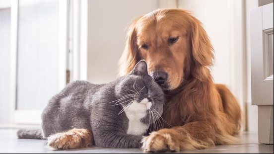 Existem raças de cachorro que tem o perfil ideal para viver com gatos (Imagem: Chendongshan | Shutterstock)