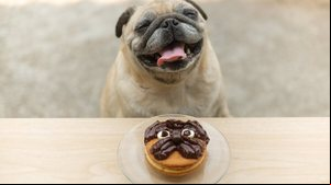 O chocolate possui substâncias tóxicas para cães e gatos (Imagem: Ezzolo | Shutterstock)