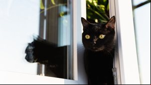 Manter o gato dentro de casa preserva a sua saúde e bem-estar (Imagem: leonov.o | Shutterstock)