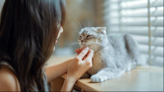 Certos gatos se destacam por serem mais dóceis (Imagem: oatawa | Shutterstock)