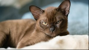A inteligência é destaque entre algumas raças de gatos (Imagem: biggunsband | Shutterstock)